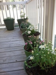 Pots of purple and white posies