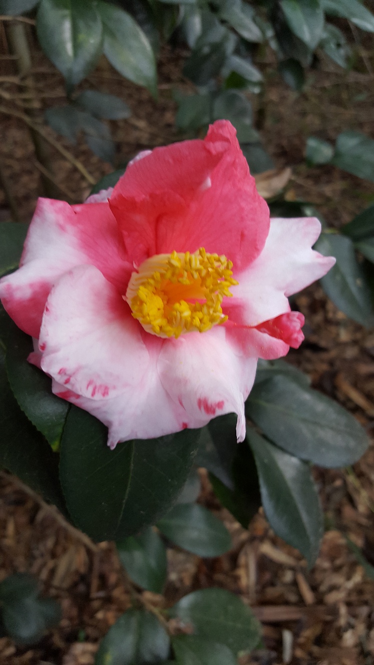 20190222_160301_resized