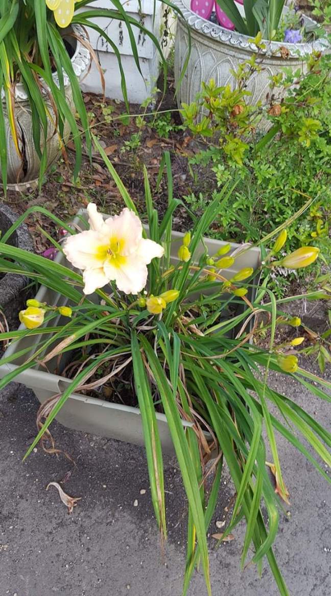 FB_IMG_1558914228581