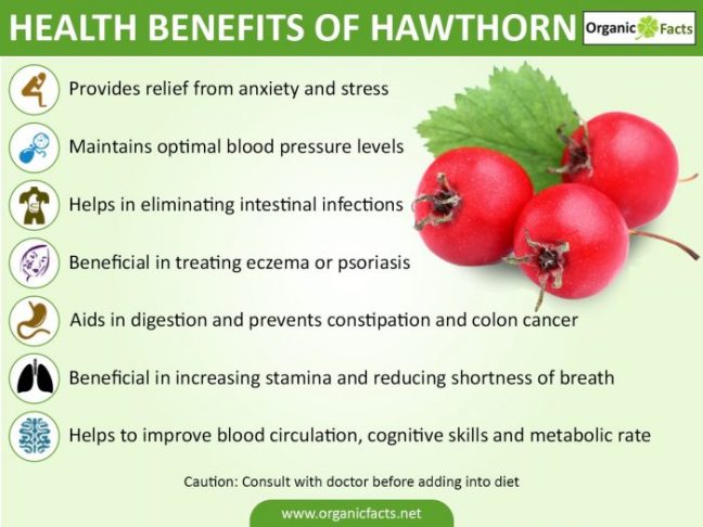 hawthorninfo