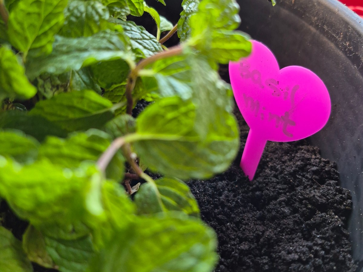 A Time to&nbsp;Plant